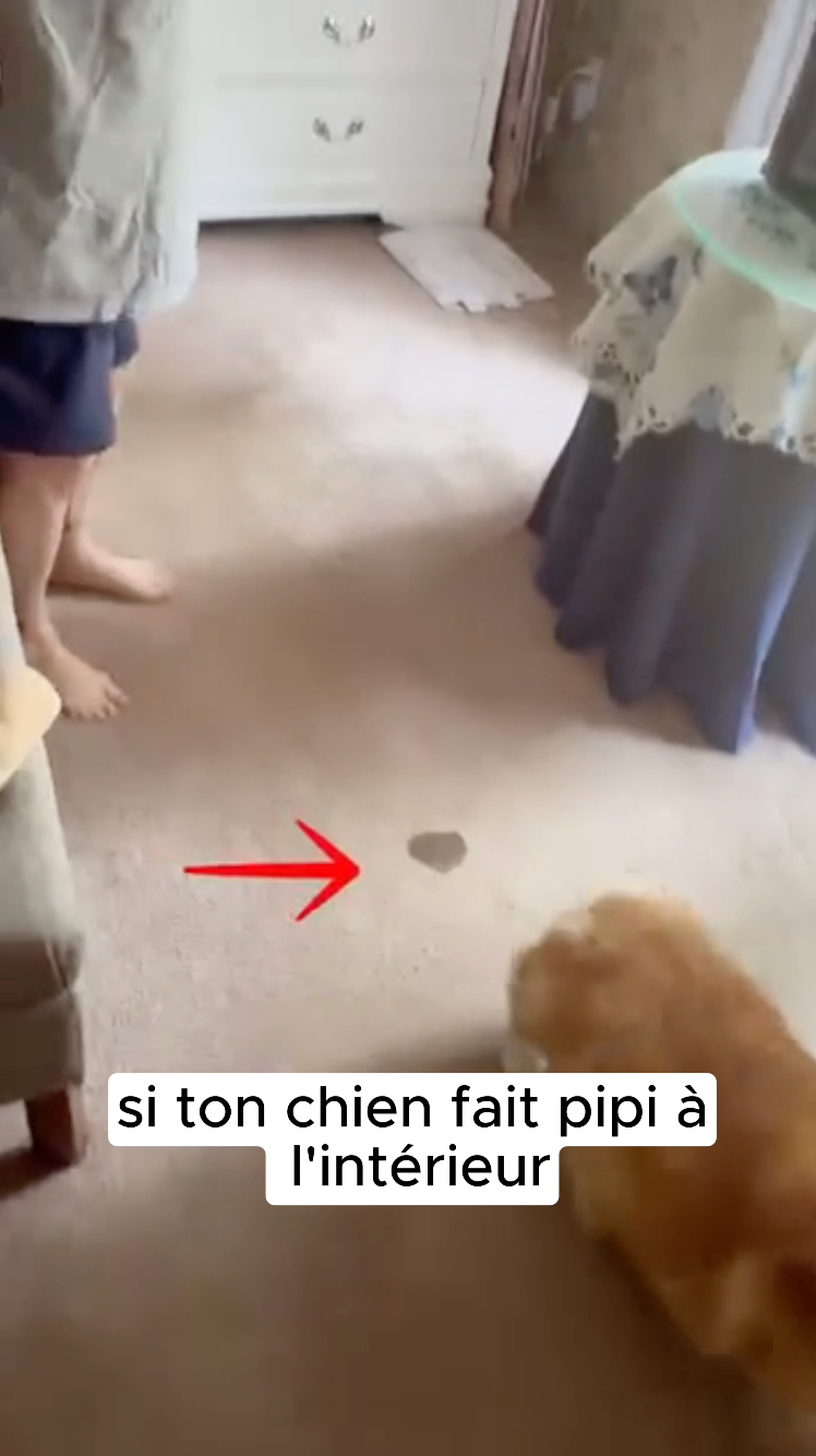 Charger la vidéo : 